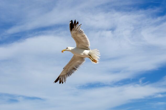 羽毛低角度拍摄的欧洲鲱鸥在多云的天空下飞行翅膀鲱鱼白色