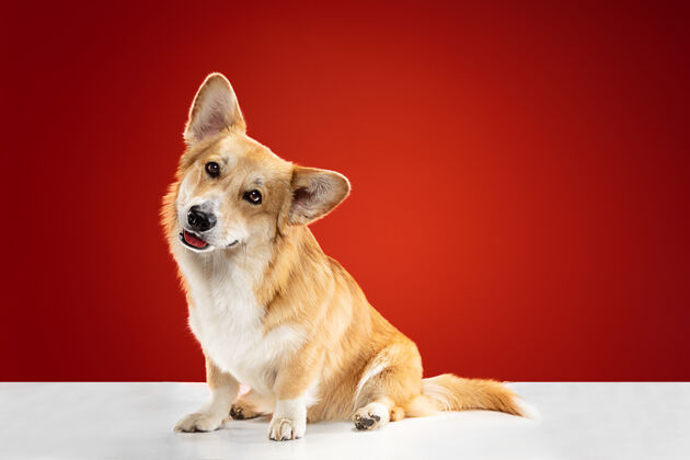 跑步让我们一起玩吧威尔士柯基彭布罗克小狗摆姿势可爱的毛茸茸的小狗或宠物孤立地坐在红色背景上摄影棚照片负空间插入您的文字或图像狗动物食肉动物