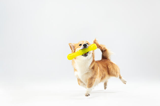 家养与提取跳舞威尔士科吉彭布罗克小狗在运动可爱的毛茸茸的小狗或宠物正在白色背景上玩孤立工作室photoshot负空间插入您的文字或图像玩耍狗小狗