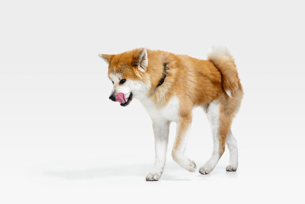 狗秋田犬幼犬摆姿势可爱的白色布劳恩狗或快乐的宠物将在白色背景上孤立摄影棚照片负空间插入您的文字或图像食肉动物纯种狗