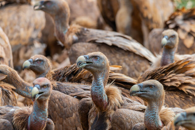 鸟巢欧洲第二大鸟类狮鹫特写镜头苍蝇鸟类棕色