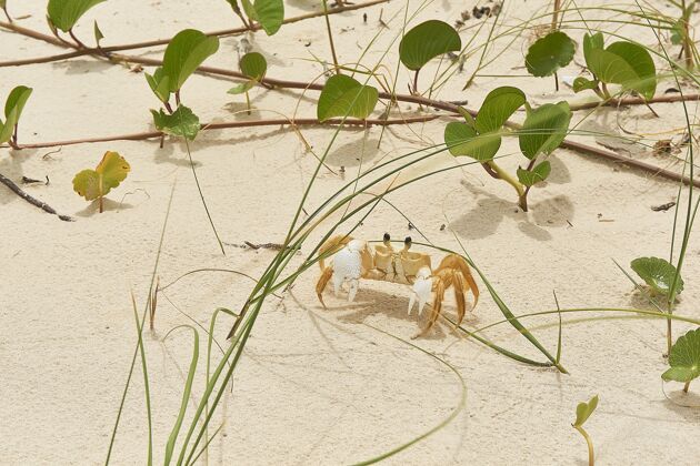 大自然一只小螃蟹的特写镜头和沙地上的绿叶季节花园癌症