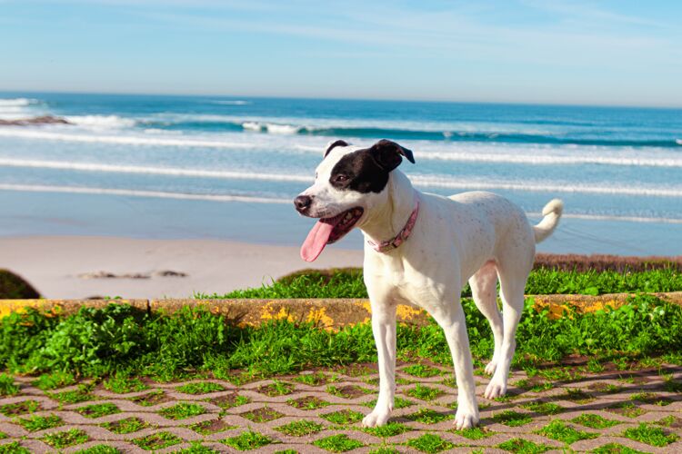 梗海滩上黑白拉塞尔猎犬的特写镜头生活海岸草