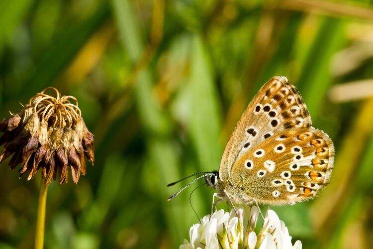 夏天一只美丽的蝴蝶轻轻聚焦在草地上的一朵白花上颜色春天光