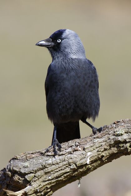 羽毛一只黑乌鸦在树枝上的垂直照片乌鸦乌鸦动物