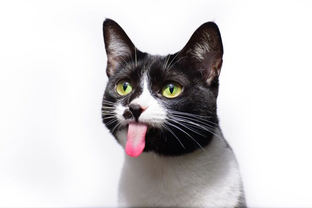 家养选择性聚焦一只黑白可爱的猫 伸出舌头猫皮毛毛茸茸的