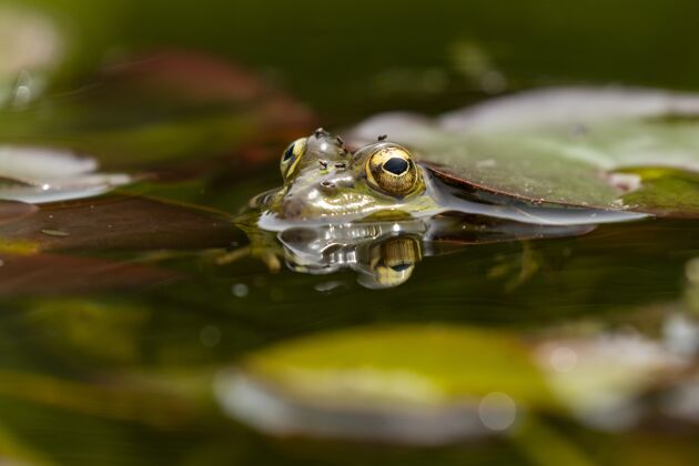 动物一只青蛙在湖中漂浮的叶子下的选择性镜头青蛙野生动物野生