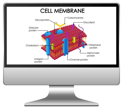 在线学习电脑桌面上的细胞膜结构生活胆固醇结构