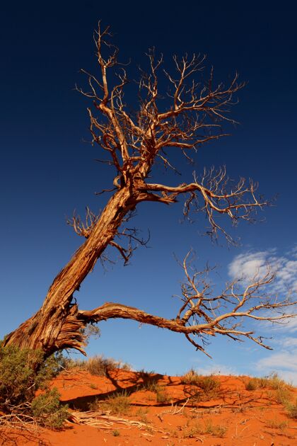 明亮蓝色天空背景下沙漠中一棵干枯大树的垂直拍摄白天阳光干燥