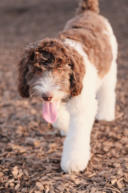 小狗一个可爱的拉布拉多小狗在狗公园散步的垂直镜头血统狗快乐