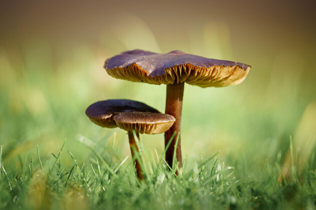 特写选择性聚焦拍摄两个蘑菇表面绿草春天森林健康