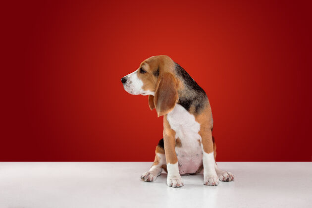 三色比格犬三色小狗摆姿势可爱的白色布劳恩黑色小狗或宠物坐在红色背景上看起来专注和悲伤摄影棚照片运动的概念 运动 行动负空间小狗姿势蓬松