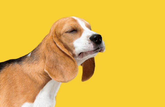 站比格犬三色小狗摆姿势可爱的白色布劳恩黑色小狗或宠物在黄色背景上玩耍看起来平静而自信摄影棚摄影运动的概念 运动 动作负空间哺乳动物搞笑狗