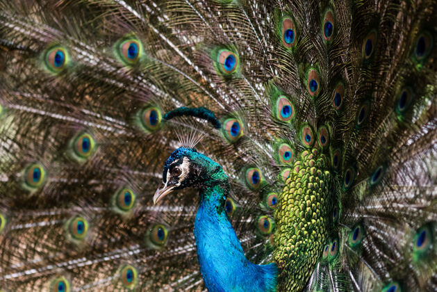 孔雀美丽的雄孔雀 羽毛张开印度异国情调自然