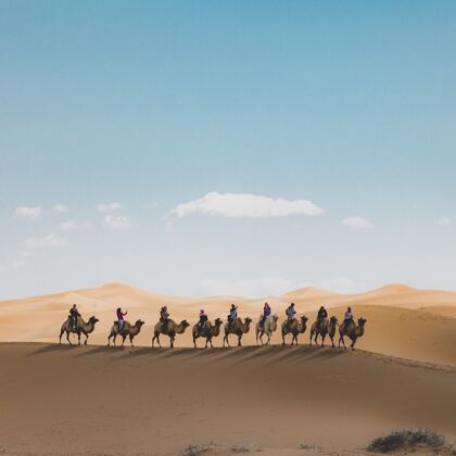 狩猎沙漠中沙丘上骑骆驼的人的垂直镜头旅行摩洛哥太阳