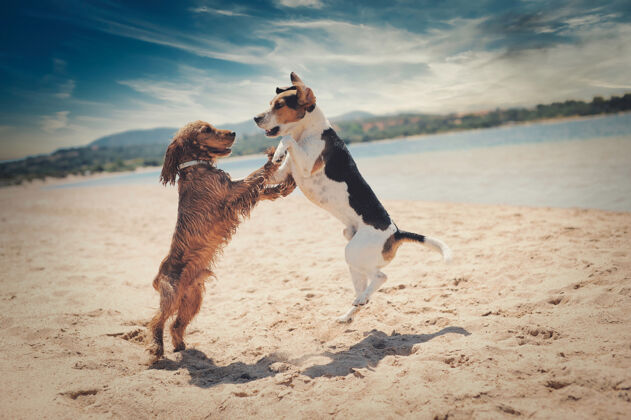 热带美丽的狗在海滩上跳舞的镜头海洋沙滩蓝色