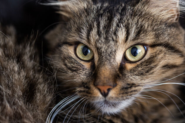 毛发选择性聚焦拍摄一只条纹家猫直视动物纯种猫