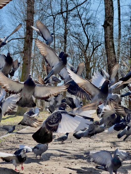 动物阳光明媚的日子里 鸽子在公园里飞来飞去飞行鸽子运动