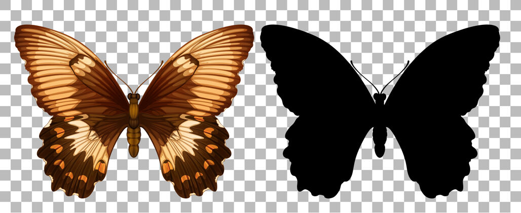 黑色透明的蝴蝶和它的轮廓卡通阴影昆虫