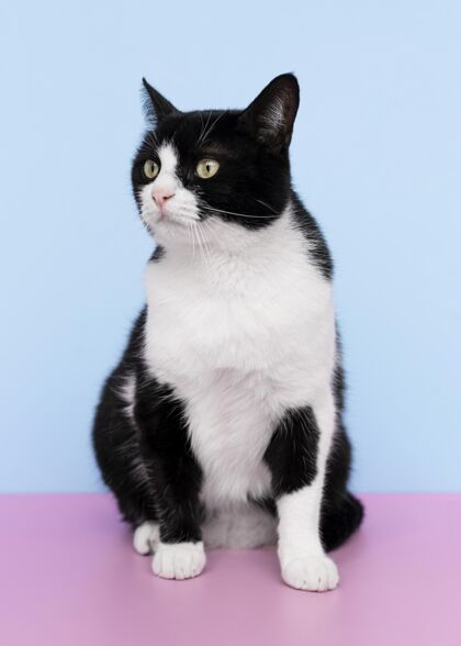 猫可爱的黑白猫咪 身后有一面单色的墙哺乳动物毛茸茸的品种