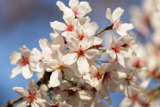 焦点春天 粉红色的樱花在背景模糊的树上盛开新鲜柔软樱花