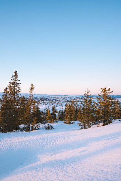 寒冷挪威有一片美丽的森林 有许多被雪覆盖的冷杉树雪风景优美树