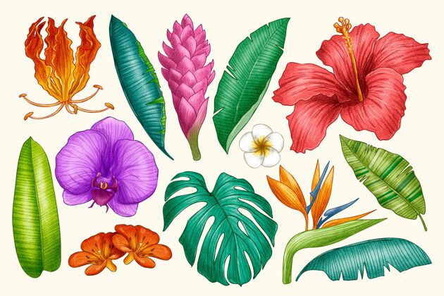 自然手工绘制的热带花卉和树叶包套装彩色花卉
