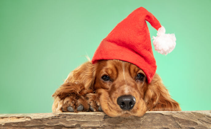 软圣诞礼物英国可卡犬小狗摆姿势玩谎言可爱