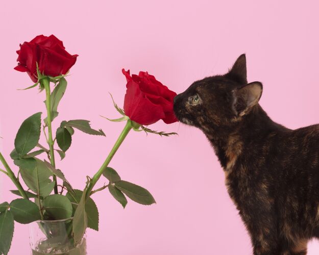 猫一只棕色猫的特写镜头和粉红色背景上的玫瑰花头花