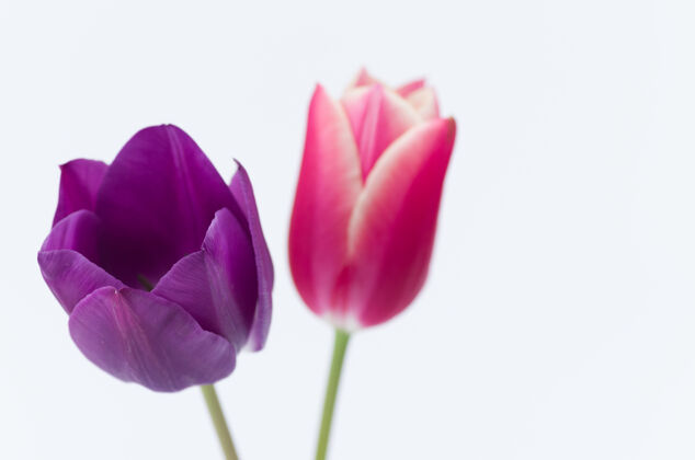 花两个彩色郁金香花的特写隔离在白色背景与空间为您的文字天开花花