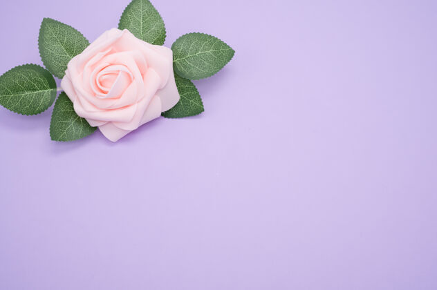 花一朵粉红色玫瑰的特写镜头被隔离在紫色背景上 留有复制空间花叶子自然
