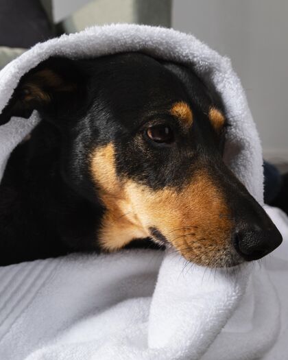 家庭可爱的狗被毛巾覆盖狗室内同伴