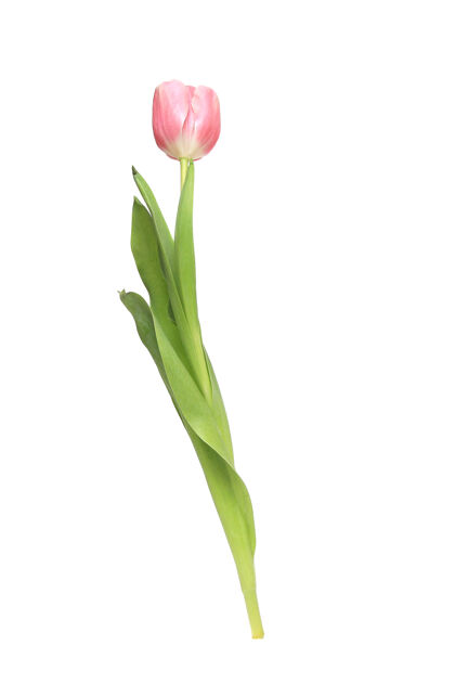 郁金香垂直特写镜头的粉红色郁金香隔离在一个白色的背景花开花自然