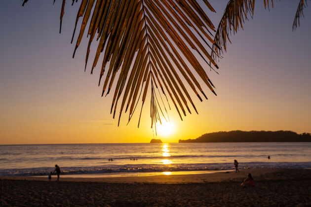 美国哥斯达黎加美丽的热带太平洋海岸加勒比海海湾树
