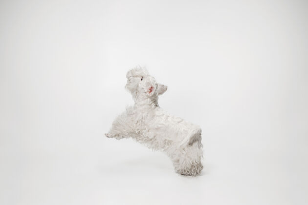 搞笑毛茸茸的小猎犬可爱的白色小狗或宠物正在白色背景上玩耍和奔跑前面玩耍跑步