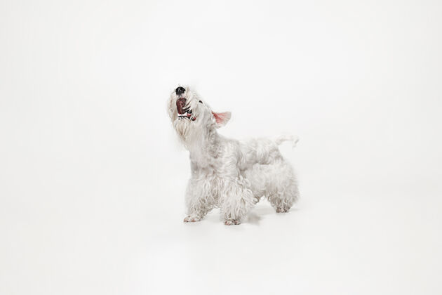 小毛茸茸的小猎犬可爱的白色小狗或宠物正在白色背景上玩耍和奔跑家养小狗哺乳动物