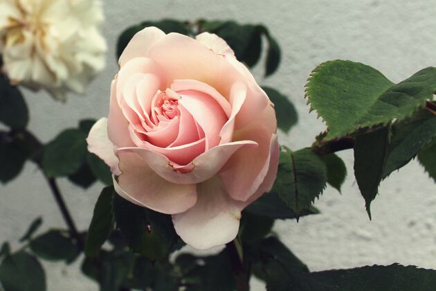 花花园里一朵美丽玫瑰的特写镜头花树花瓣
