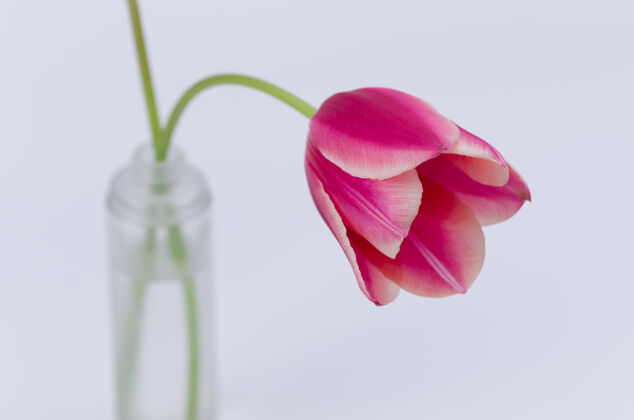 郁金香白色背景上隔离的粉红色郁金香花特写镜头自然花瓣粉红色