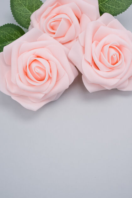 花瓣粉红色玫瑰的垂直特写镜头 在蓝色背景上与复制空间隔离自然垂直玫瑰