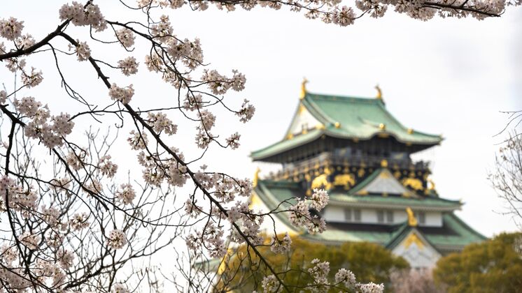 植物学日本桃树白天开花树花自然