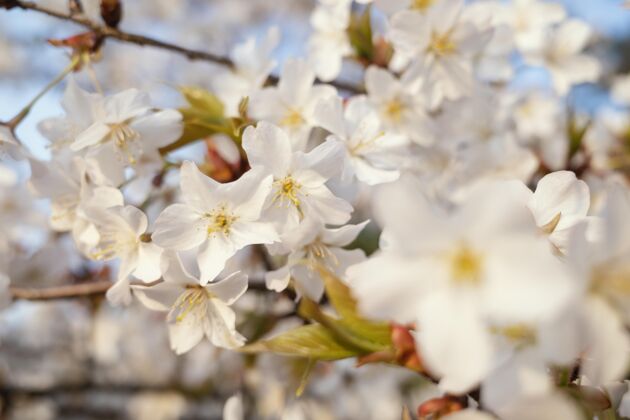 嫩枝美丽的桃花树自然桃花