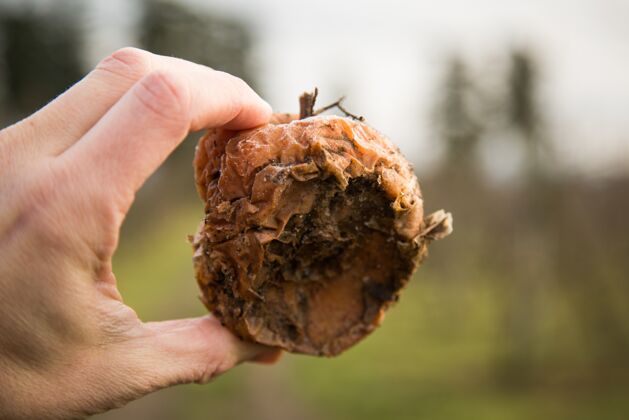 收获特写镜头一个人拿着一个烂苹果在一个领域与模糊食物苹果有机