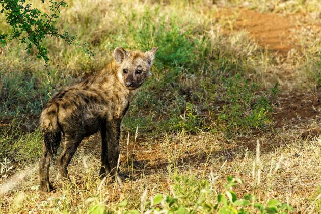 毛皮特写镜头一个斑点鬣狗回头看 而走在一个领域在白天树荒野大