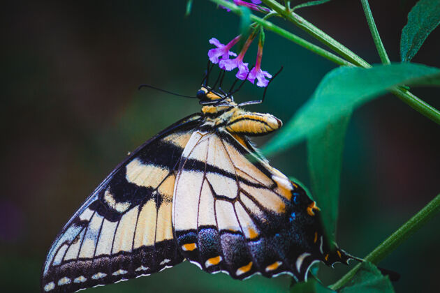 花园紫色花朵上蝴蝶的特写镜头荒野翅膀模糊