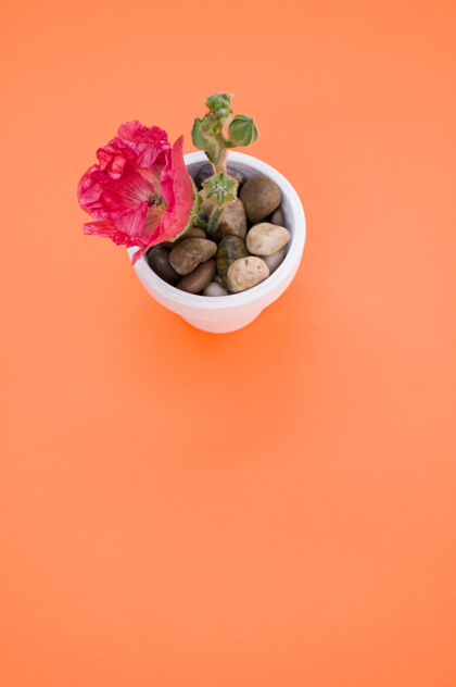 植物学垂直拍摄的粉红色康乃馨花在一个小花盆 放在一个橙色的表面明亮花花盆