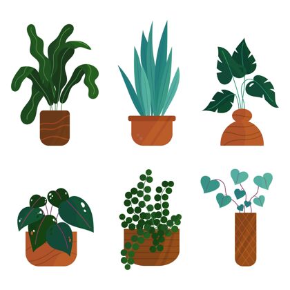 有机有机平面室内植物系列植物植物收集室内植物
