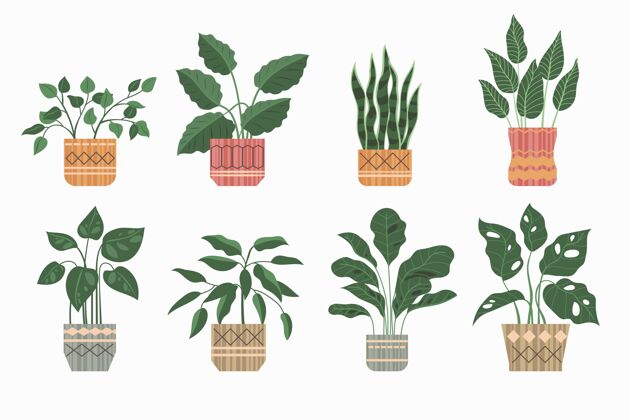 分类有机平面室内植物系列包装绿化盆栽