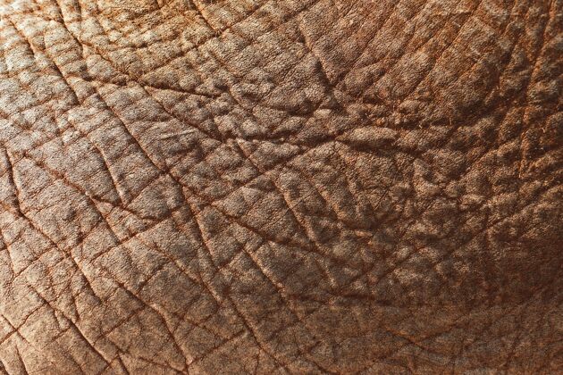 封闭特写镜头的亚洲象的皮肤-完美的背景自然野生亚洲