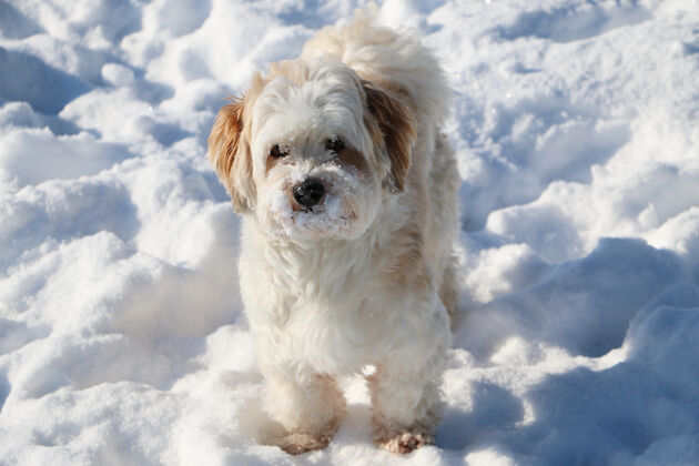 朋友雪地里一只可爱的白色毛茸茸的小狗的特写镜头友谊毛皮哺乳动物