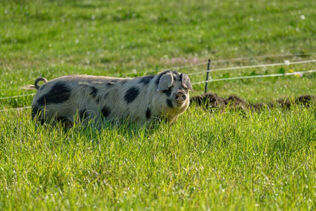 农场农场里有黑点的白猪的选择性聚焦镜头草地家庭动物